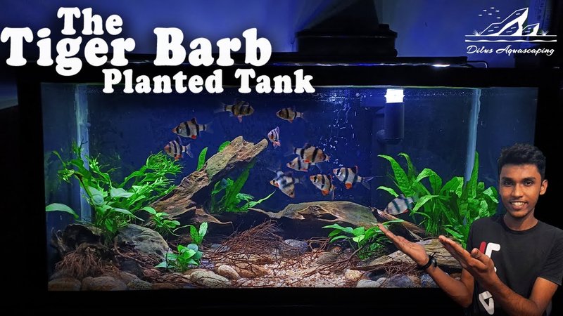 Ideal Tank Setup For Barbs: Size, Water Conditions, And Décor