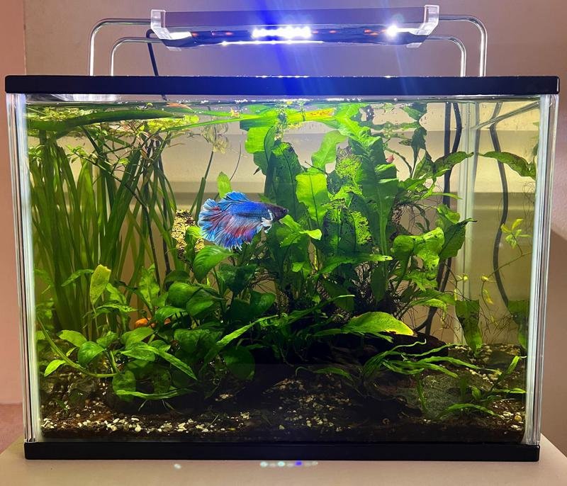 Ideal Tank Setup For Betta Fish: Size, Water Conditions, And Décor