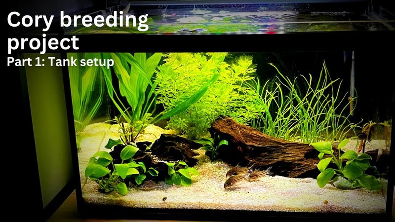 Ideal Tank Setup For Corydoras Catfish: Size, Water Conditions, And Décor
