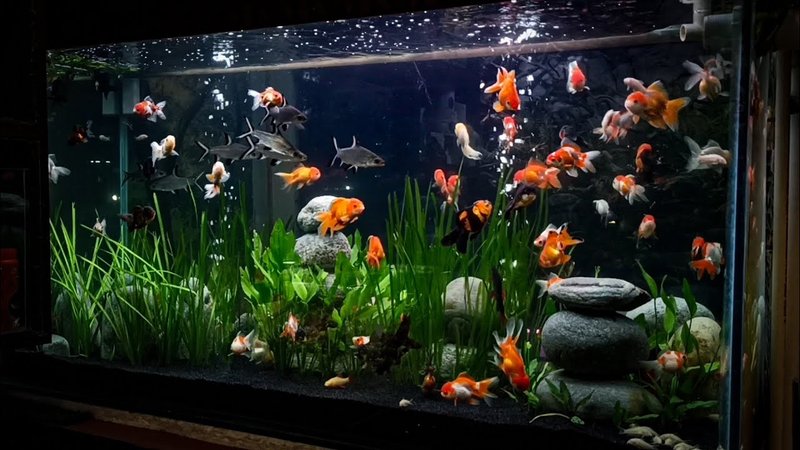 Ideal Tank Setup For Goldfish: Size, Water Conditions, And Décor