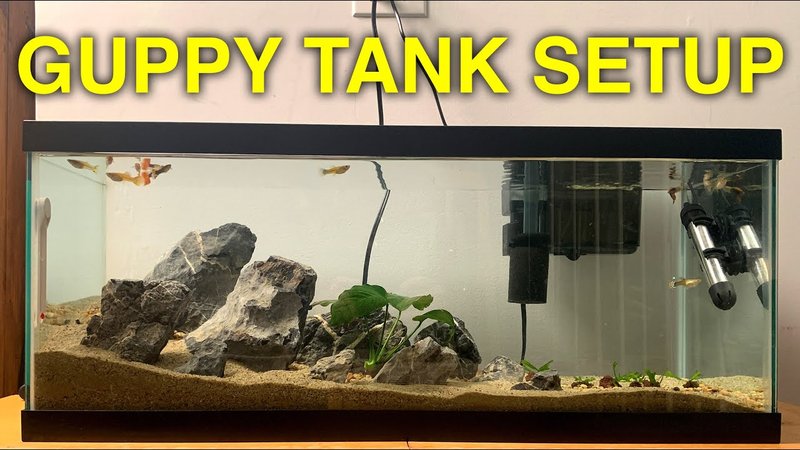 Ideal Tank Setup For Guppy: Size, Water Conditions, And Décor