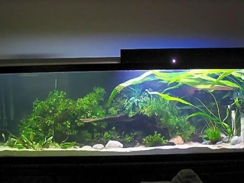 Ideal Tank Setup For Loach: Size, Water Conditions, And Décor