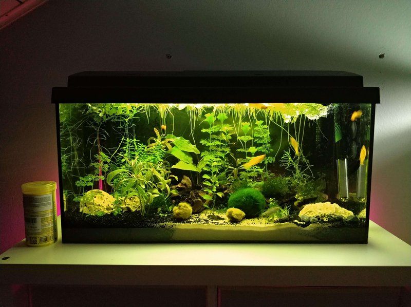 Ideal Tank Setup For Molly: Size, Water Conditions, And Décor