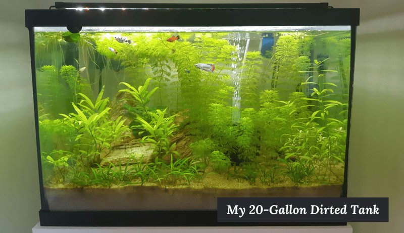 Ideal Tank Setup For Platy: Size, Water Conditions, And Décor