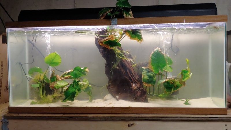 Ideal Tank Setup For Plecostomus: Size, Water Conditions, And Décor