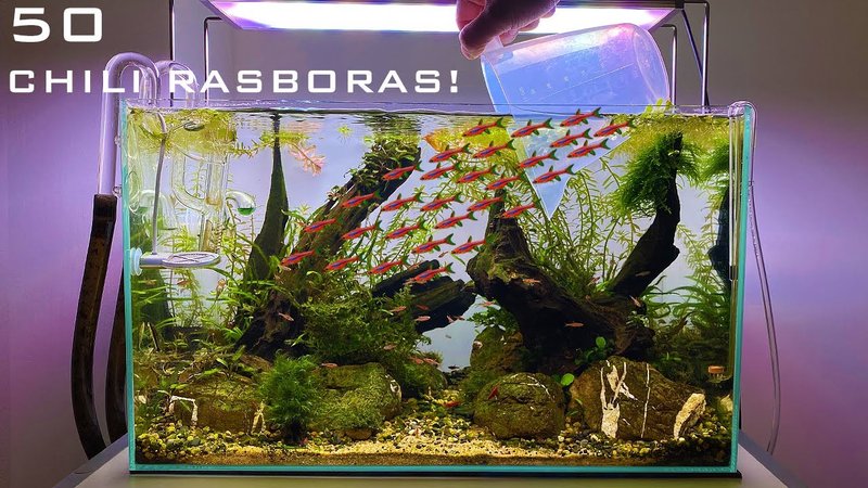 Ideal Tank Setup For Rasbora: Size, Water Conditions, And Décor