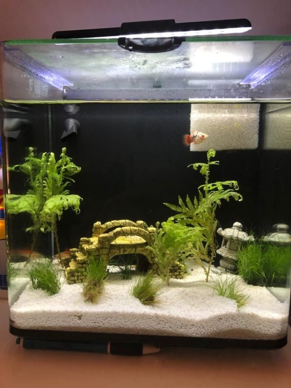 Ideal Tank Setup For Swordtail: Size, Water Conditions, And Décor