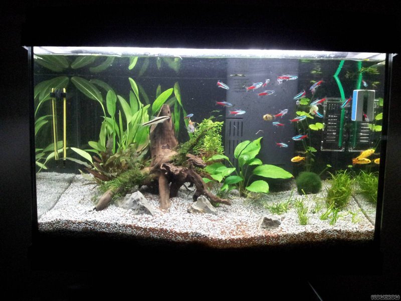 Ideal Tank Setup For Tetra: Size, Water Conditions, And Décor