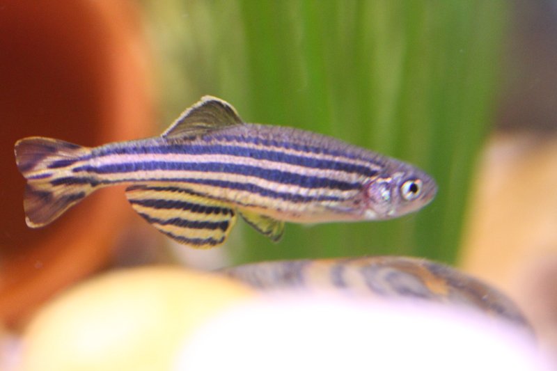 Ideal Tank Setup For Zebra Danio: Size, Water Conditions, And Décor
