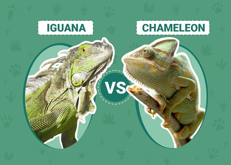 Iguana Vs. [Similar Species] - How They Compare