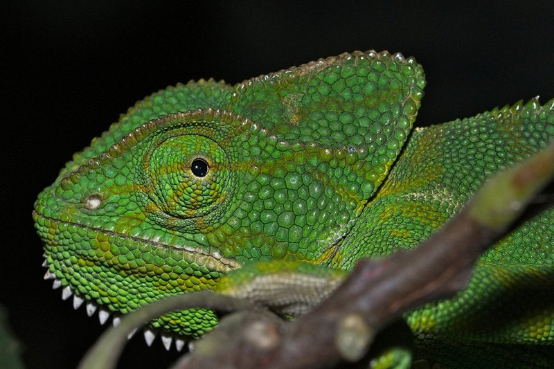 Indian Chameleon