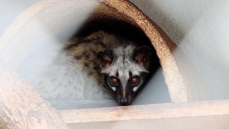 Indian Civet