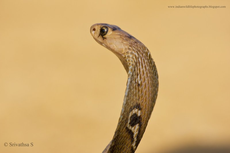Indian Cobra (Semi-Aquatic)