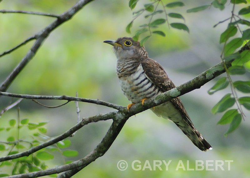 Indian Cuckoo