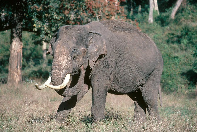 Indian Elephant