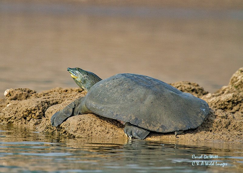 Indian Flap Shell Turtle