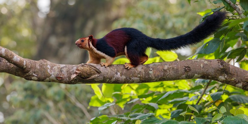 Indian Giant Squirrel