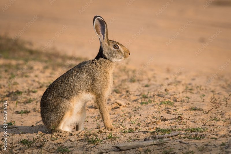 Indian Hare