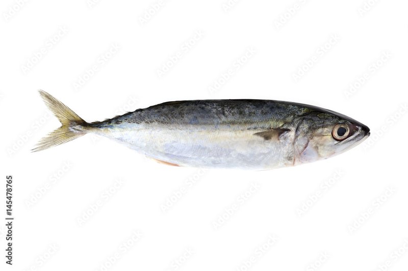 Indian Mackerel