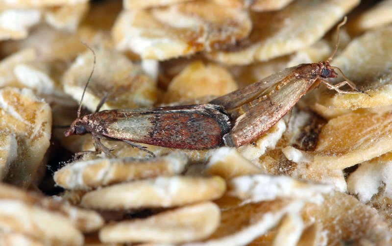 Indian Meal Moth