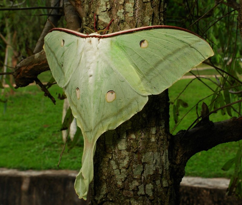 Indian Moon Moth