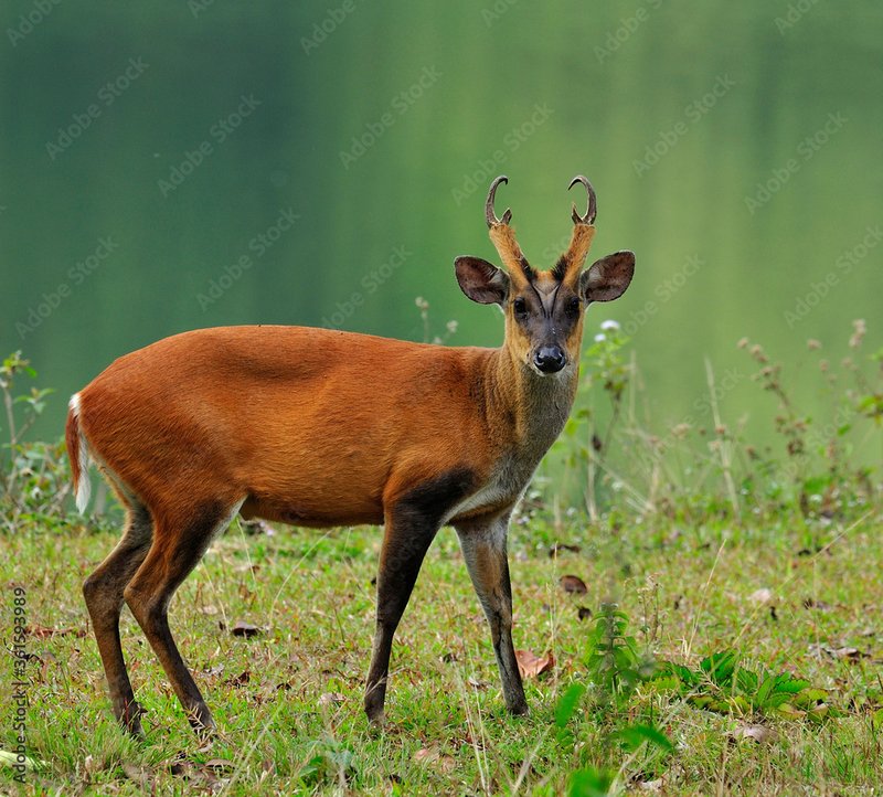 Indian Muntjac