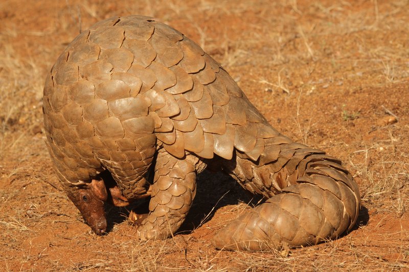 Indian Pangolin