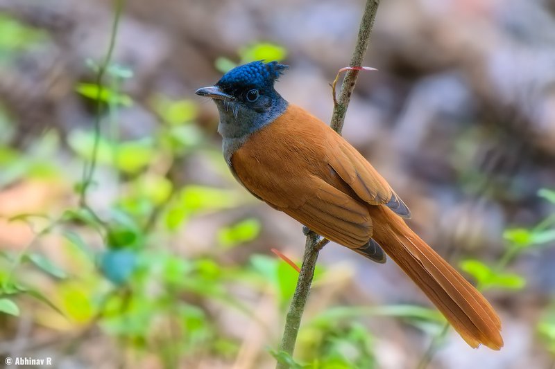 Indian Paradise Flycatcher
