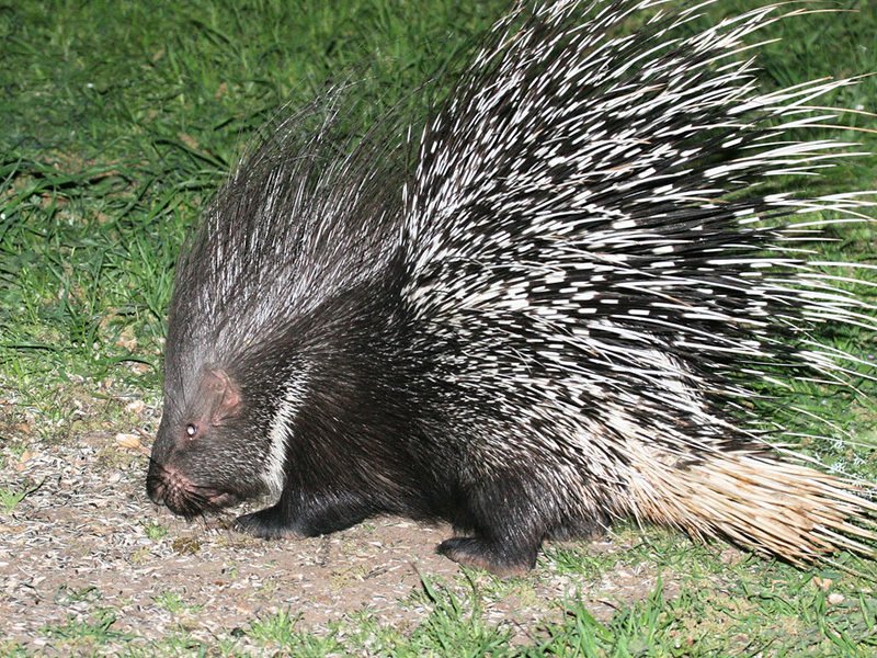 Indian Porcupine