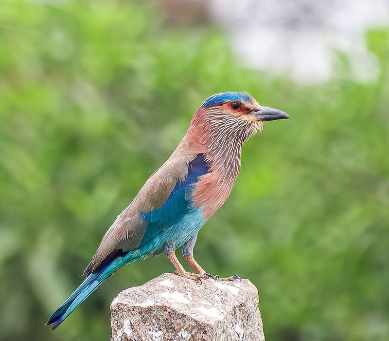 Indian Roller