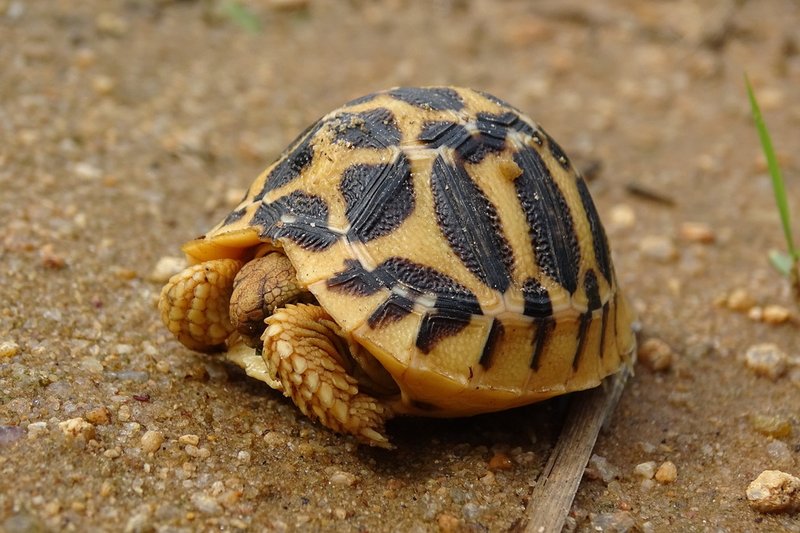 Indian Star Tortoise