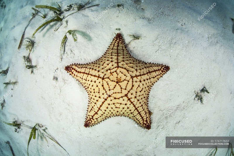 Indian Starfish