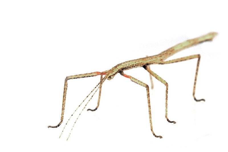 Indian Stick Insect