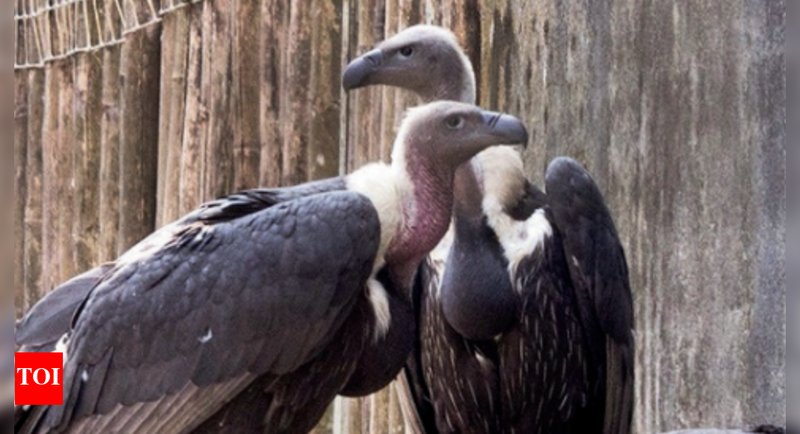 Indian Vulture