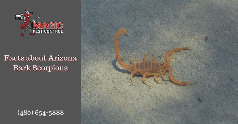 Interesting Facts About The Arizona Bark Scorpion