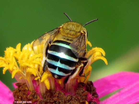 Interesting Facts About The Blue Banded Bee