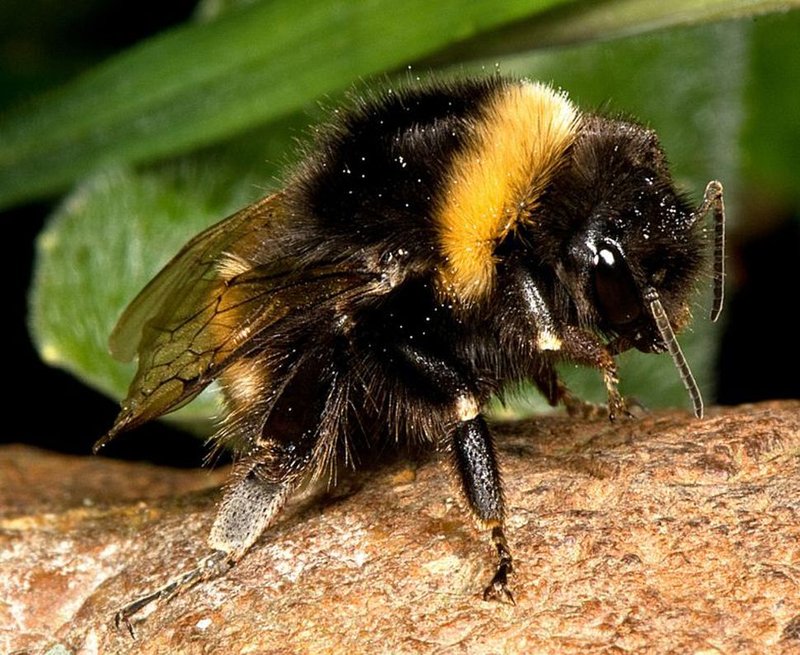 Interesting Facts About The Bumblebee