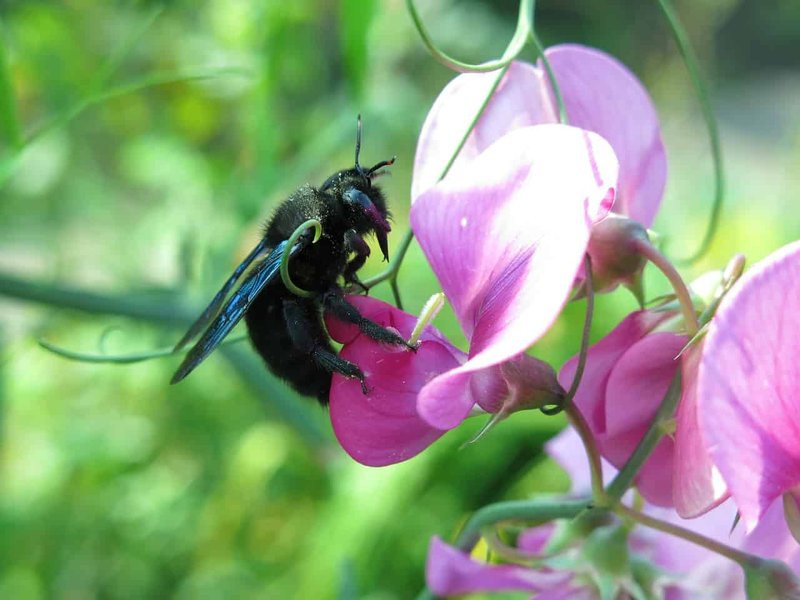 Interesting Facts About The Carpenter Bee