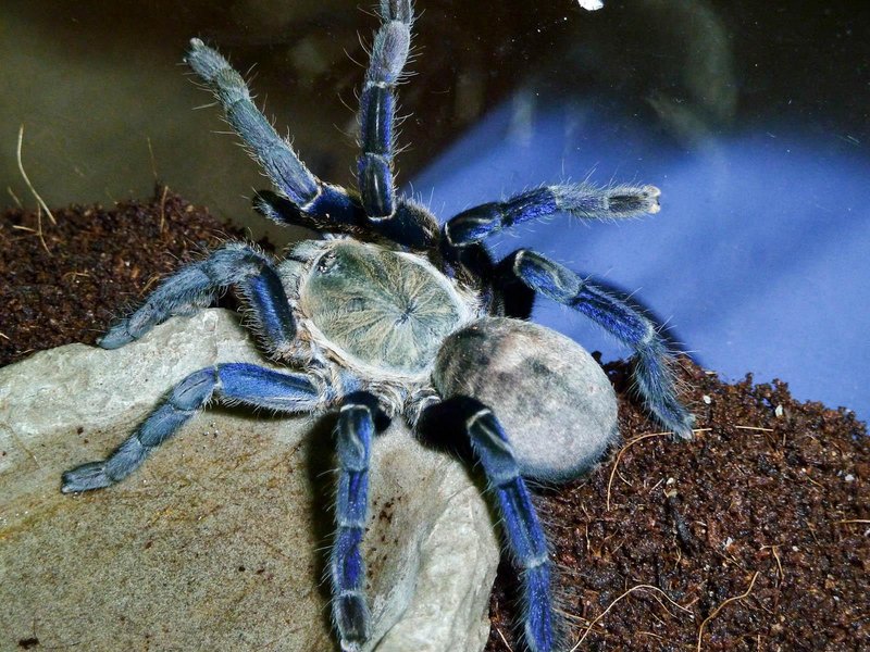 Interesting Facts About The Cobalt Blue Tarantula