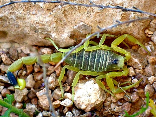 Interesting Facts About The Deathstalker Scorpion