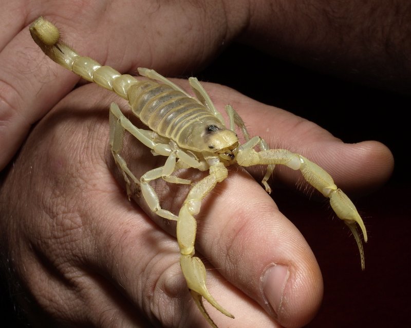 Interesting Facts About The Giant Hairy Scorpion