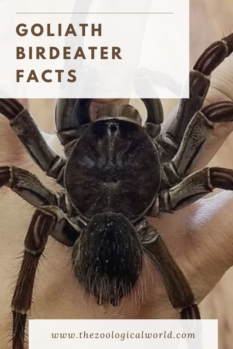Interesting Facts About The Goliath Birdeater