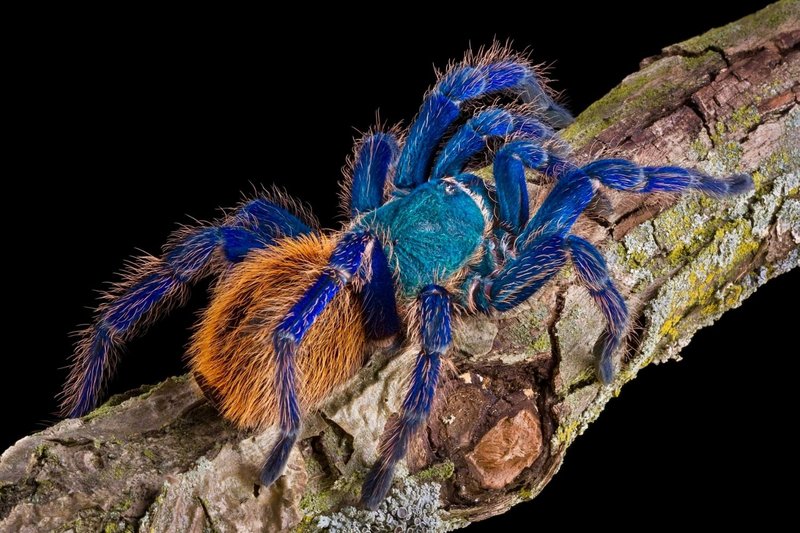 Interesting Facts About The Greenbottle Blue Tarantula