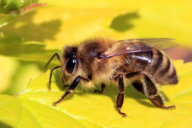 Interesting Facts About The Honey Bee
