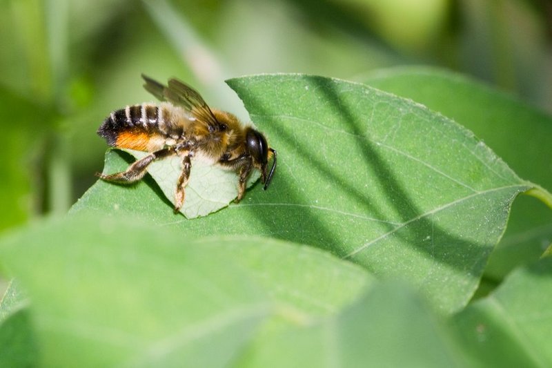 Interesting Facts About The Leafcutter Bee