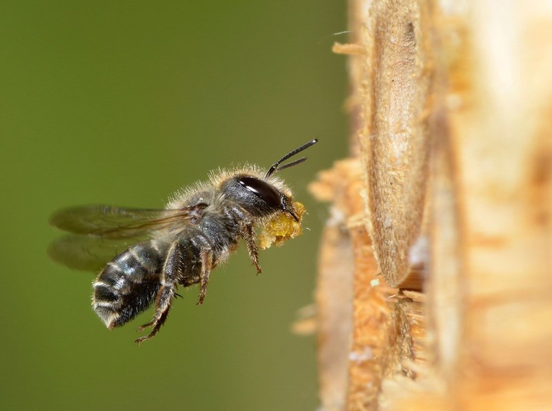 Interesting Facts About The Mason Bee