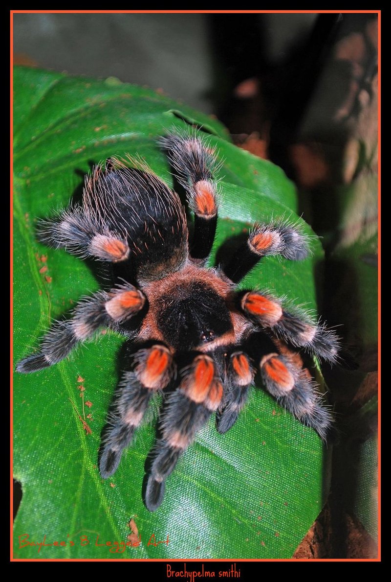 Interesting Facts About The Mexican Redknee Tarantula
