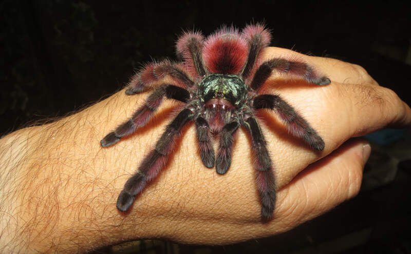 Interesting Facts About The Pink Toe Tarantula