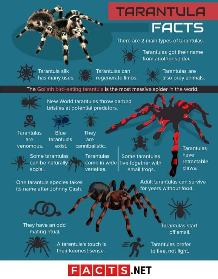 Interesting Facts About The Skeleton Tarantula
