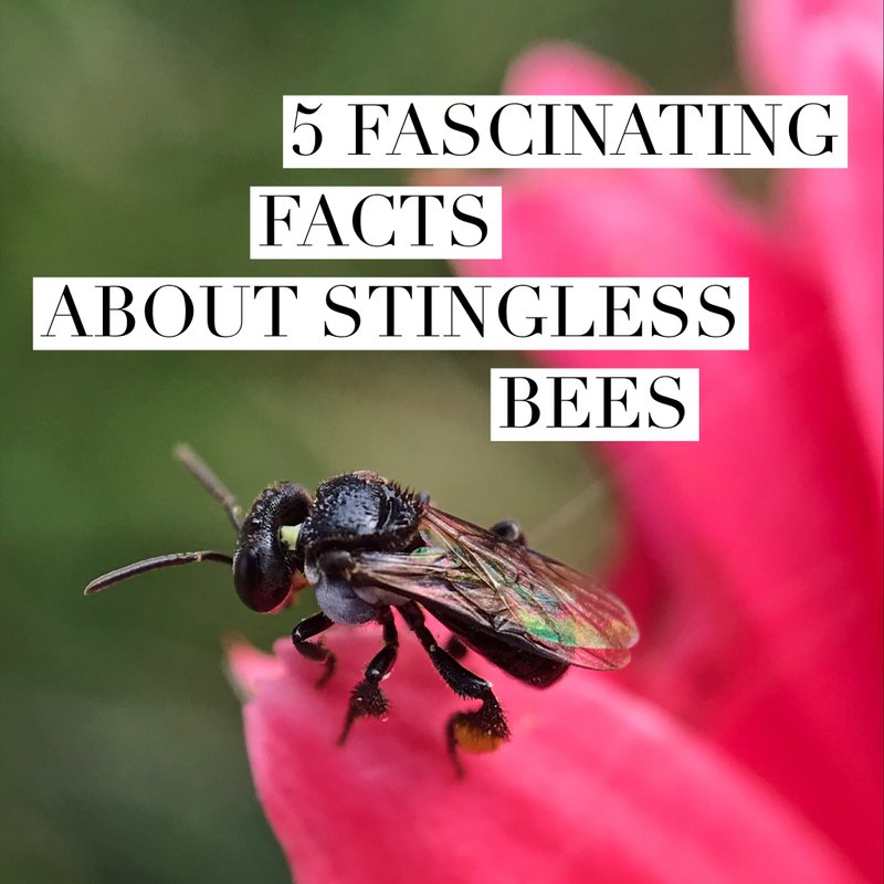 Interesting Facts About The Stingless Bee